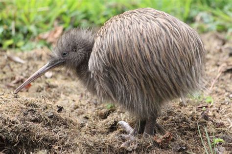 Southern Brown Kiwi (Apteryx australis) Южный киви | Kiwi, Kiwi bird, Bird