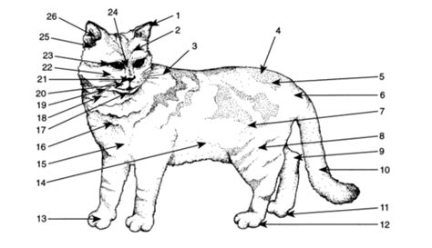 Cat Anatomy Diagram | Quizlet