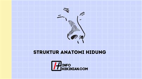 Struktur Anatomi Hidung: Pengertian, Fungsi, dan Penyakitnya