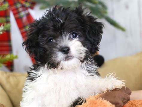 Lhasapoo-DOG-Male-blk / wh-3396146-Animal Kingdom | Puppies N Love