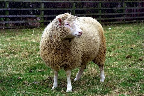 20 Years After Dolly the Sheep, What Have We Learned About Cloning?