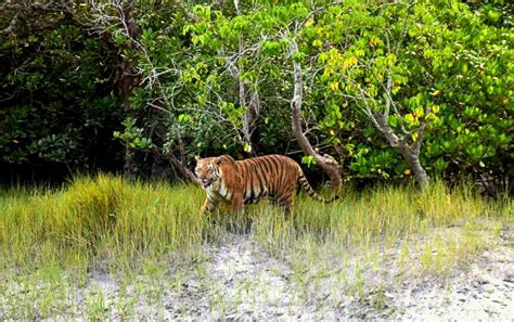 The Sundarban Tiger