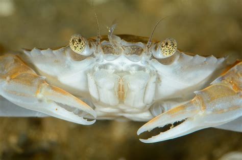 Borkum Reef Grounds - Oceana Europe