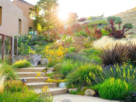 Guide to Drought Tolerant Plants | Yardzen