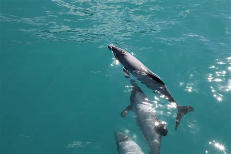 Our Story ~ How Akaroa Dolphins Became World-Renowned - Akaroa Dolphins