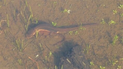 Rough Skinned Newts Mating near Englishman River - YouTube