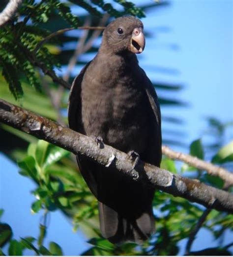 The Seychelles black parrot | Parrot, Seychelles, Exotic birds