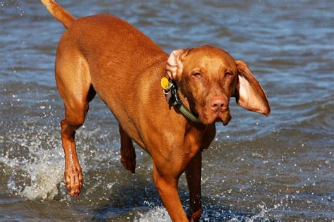 Vizsla in the water photo and wallpaper. Beautiful Vizsla in the water ...