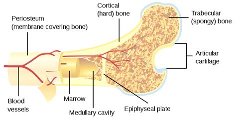 Indian researchers create load-bearing bone constructs with 3D ...