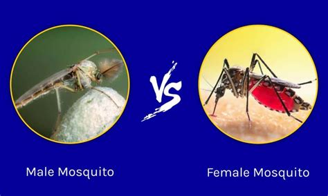 Male vs Female Mosquito: The Key Differences - Wiki Point