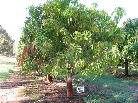 Mangoes in Western Australia | Agriculture and Food