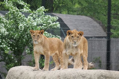 Zagreb Zoo Celebrates 92nd Birthday | Croatia Week