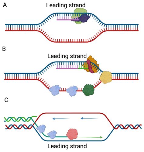 Dna Polymerase