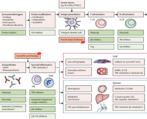 Pathogenetic insights from the treatment of rheumatoid arthritis - The ...