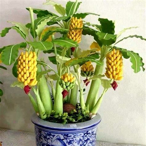 DWARF BANANA RARE PLANT SEEDS 4 SALE HERE ONLINE AUSTRALIA $4 - Sunblest Products