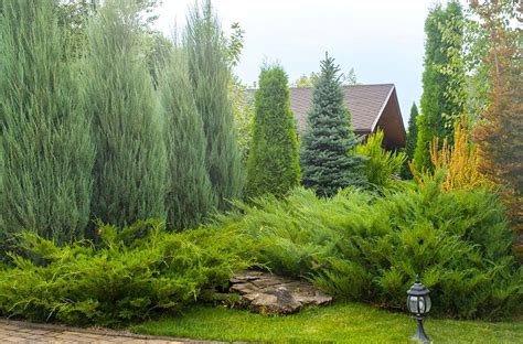 Evergreen Trees and Other Plants for Privacy | Platt Hill Nursery | Blog & Advice