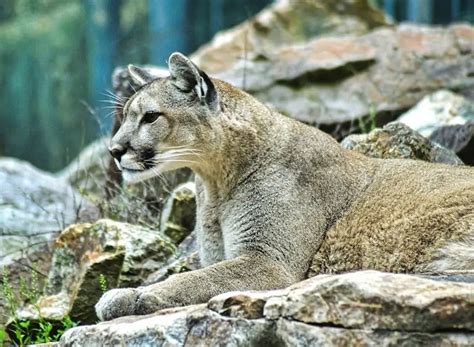 10 Interesting Facts About Mountain Lions - Wildlife Informer