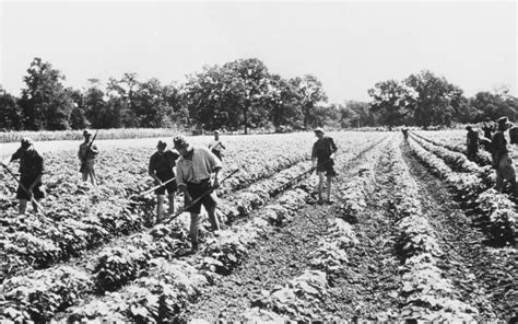 The Oil Boom's Roots in East Texas Cotton Farming