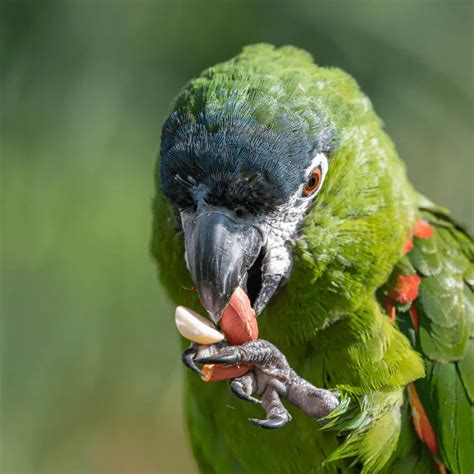 Macaw type - How many macaw species are there