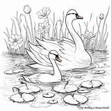 Swan Coloring Pages  Free & Printable sketch template
