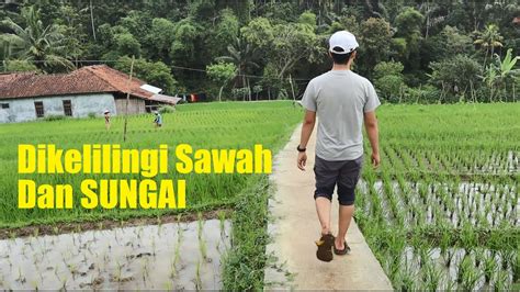 Suasana Kampung Sawah Lega, Perkampungan Ditengah Sawah ada Sungainya - YouTube