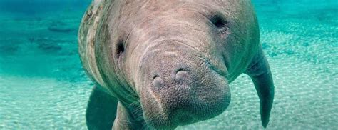 West Indian Manatee Facts & Conservation