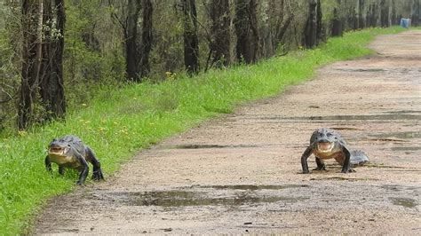 Alligator at Brazos Bend State Park - YouTube