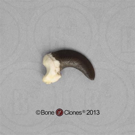 Coyote Claw - Bone Clones - Osteological Reproductions