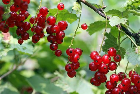 File:Red currants.jpg - Wikimedia Commons