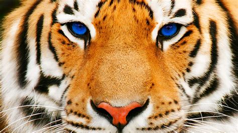 Tiger Eyes Wallpapers - 4k, HD Tiger Eyes Backgrounds on WallpaperBat