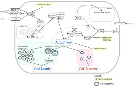 The molecular mechanism of autophagy and its role in cell death and... | Download Scientific Diagram