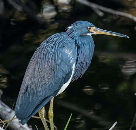 7 Animals That Live in Louisiana Swamps | New Orleans Activities