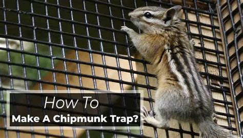 3 Easy Steps On How To Make A Chipmunk Trap Live