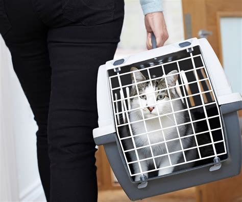 Best Cat Carrier For Car Travel - Cat Care Checklist