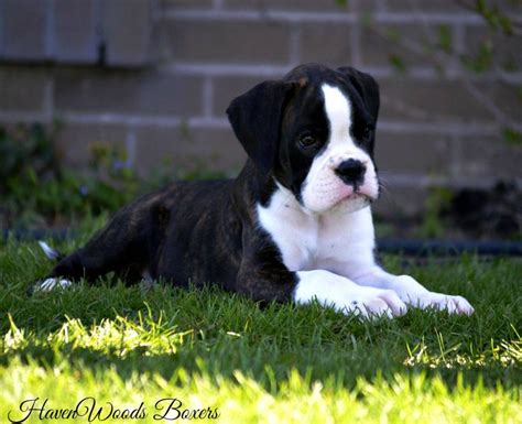 fawn, Brindle boxer puppies, Available Boxer Puppies for sale, European ...