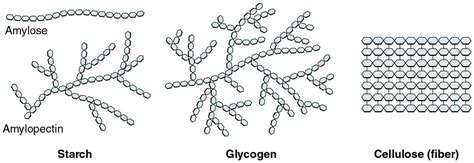 Importance Of Polysaccharides - Starch, Cellulose, and Glycogen