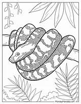 Rattlesnake Coloring Pages sketch template