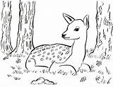 Fawn Coloring Page sketch template