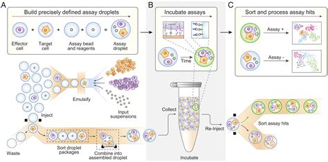 Characterizing cell interactions at scale with made-to-order droplet ensembles (MODEs) | PNAS