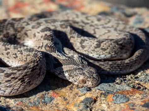 African Egg-Eating Snake Care Guide - Reptile Craze