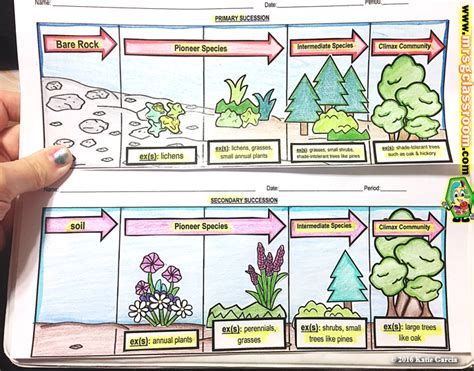 Ecological Succession Diagram