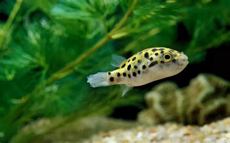 Green Spotted Puffer Care: Complete Guide for Beginners - AquariumNexus