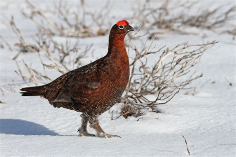 Red Grouse in Snow | Spotlight Images