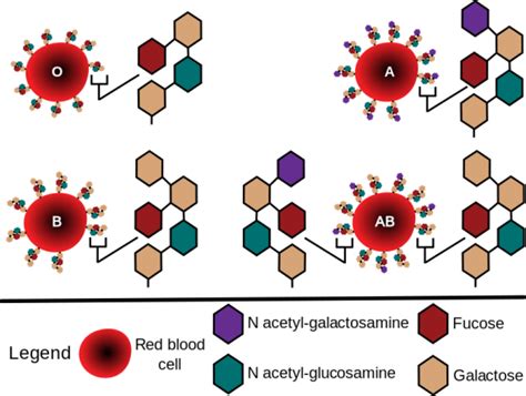 Explain The Basis Of Abo Blood Types