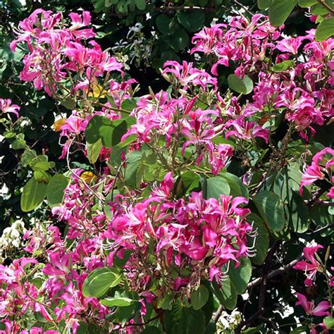 Hong Kong Orchid Tree | potplantheavenperth