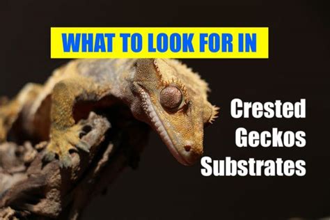 Crested Gecko Substrate Guide: What Make Best Substrate For Your Gecko?