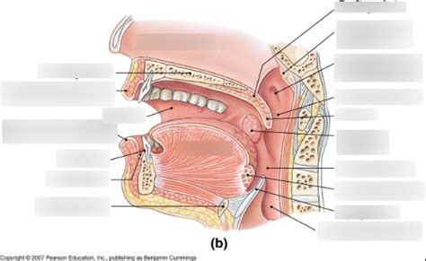 Anatomy 1 - Oral cavity diagram (Lateral view) Diagram | Quizlet