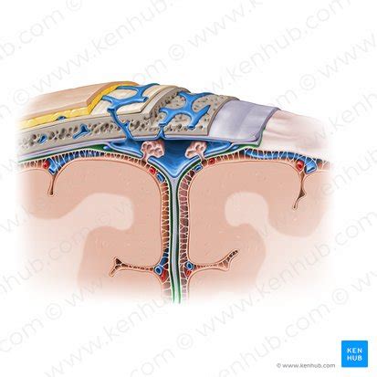 Subdural space: Anatomy and structure | Kenhub