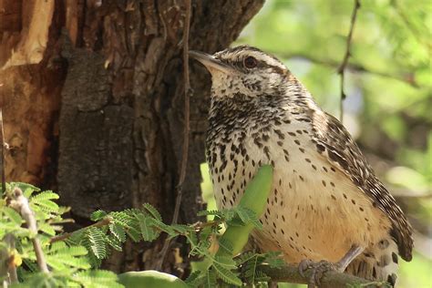 SEE THE USA – SCOTTSDALE, ARIZONA, PART 6: DESERT BIRDS – CACTUS WRENS AND WOODPECKERS – Chasing ...