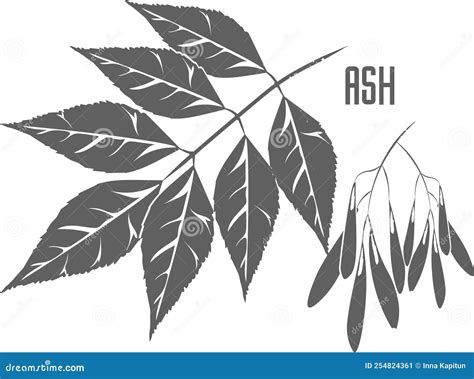 Ash Fraxinus Excelsior Leaf. Ink Black And White Doodle Drawing Cartoon ...